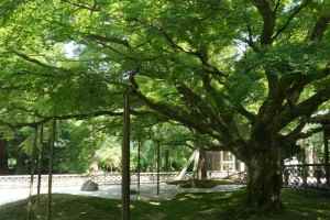 雷山千如寺大悲王院　楓(新緑)